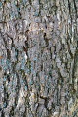 Old Weathered Tree Bark Texture Useful For Background Image and As Overlay Image