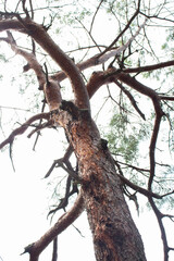 一本の大きな木が聳え立っています。
歴史を感じます。