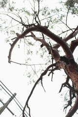 一本の大きな木が聳え立っています。
歴史を感じます。