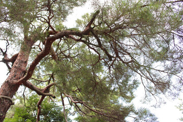 一本の大きな木が聳え立っています。
歴史を感じます。