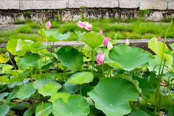 スイレンの花です。
水の中から顔を出しています。