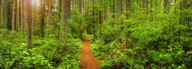 Lush Temperate Rain Forest Trail in the Pacific Northwest. Fir, cedar and hemlock trees are present...