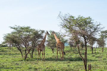 Pair of Giraffes in the Savannah of Tanzania