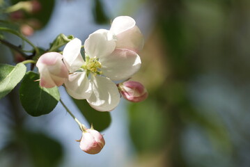 Naklejka na ściany i meble Blossoming branches of apple trees with many white-pink buds and green leaves. Blurred background.