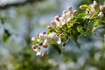 Blossoming branches of apple trees with many white-pink buds and green leaves. Blurred background.