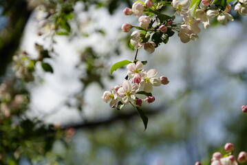 Blossoming branches of apple trees with many white-pink buds and green leaves. Blurred background.