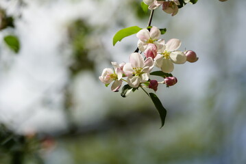 Blossoming branches of apple trees with many white-pink buds and green leaves. Blurred background.