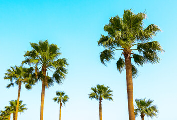 Obraz premium palm trees grow on the shore of the picturesque sea
