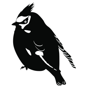 recommend clip art: Bohemian waxwing (Bombycilla garrulus). Black and white silhouette.