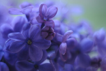 close up of a blue lilac