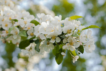 Blooming apple tree in spring time. White color. Blossoming tree of an apple-tree. spring season. Blurred background. Beautiful apple tree blooming, gentle little white flowers on twig over blur gree
