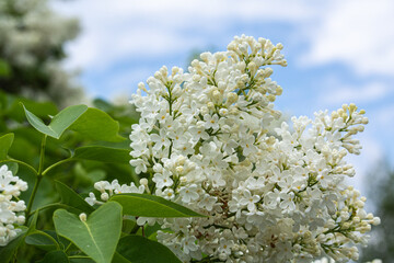 Branch of white lilac flowers with the leaves, natural spring background