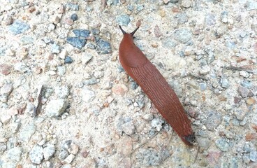 limace orange,isolé sur le sol