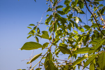 Unripe cherries ripen on the tree in spring, shallow depth of field, green leafs and blue sky background