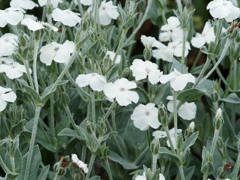Lychnis coronaria alba - Coquelourdes des jardins blanches au sommet de petites tiges gris&acirc;tre, argent&eacute;e et velues