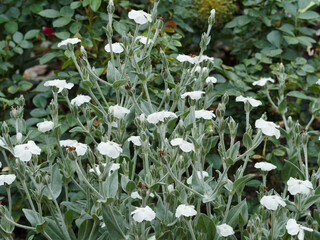 Lychnis coronaria alba - Coquelourdes des jardins blanches au sommet de petites tiges grisâtre,...