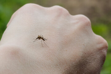 mosquito on the hand, piercing the skin and drinking the blood. mosquito bites. Will cause malaria disease.