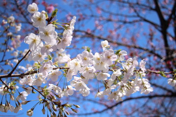 blooming cherry tree