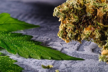 marijuana buds and hemp leaves. horizontal orientation. on concrete plaster wooden background.
