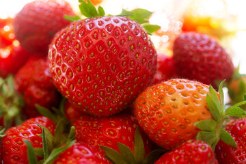 Organic strawberries freshly harvested from the garden. Beautiful sun shining from behind