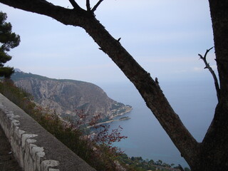 Fototapeta na wymiar pine tree on a cliff