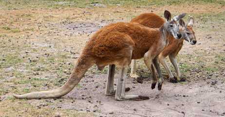 Kangourous © PhotoLoren