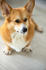 Portrait of welsh corgi pembroke dog