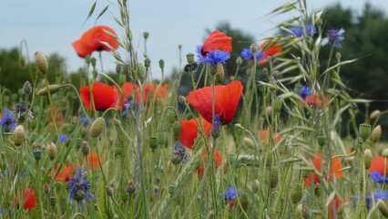 Mohnblumen und Kornblumen / poppys and cornflowers