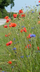 Mohnblumen und Kornblumen / poppys and cornflowers 