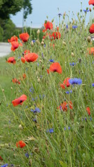 Mohnblumen und Kornblumen / poppys and cornflowers 
