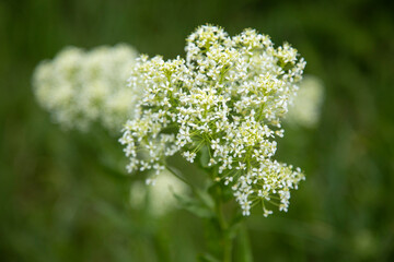 Obraz premium white flowers in the field
