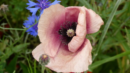 Mohnblume Nahaufnahme / poppy (close up)