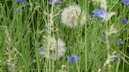 Pusteblumen und Kornblumen / dandelions and cornflowers