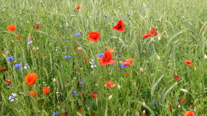 Mohnblumen und Kornblumen /  poppys and cornflowers