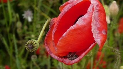 Mohnblume mit K&auml;fer / poppy with bug inside