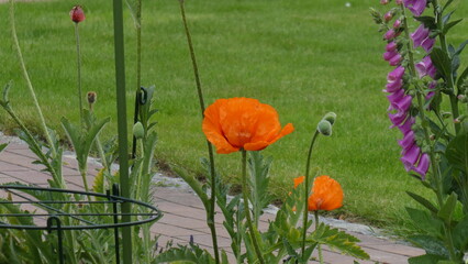 Mohnblume / poppy 