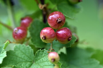 Nahaufnahme von unreifen Johannisbeeren