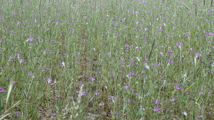 Glockenblumen und Kornblumen / Bellflowers and Cornflowers