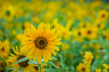 Girasol 