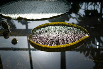 The leaf of Nymphaeaceae family of water lilie © RealPeopleStudio