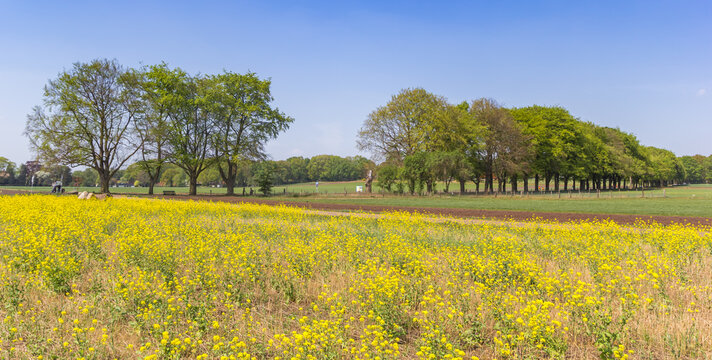 Yellow rapeseed at the foot of the Holterberg hill in Holten, Netherlands