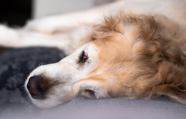 Golden retriever resting and sleeping on the couch, sofa.