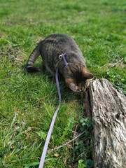 #cats #catsofinstagram #cat #catstagram  #catlover #catlovers #instacat #meow #pets #catlife #kittens #kitten #kitty #catoftheday #cute #love #world #pet  #animals #lovecats #cutecats #catsagram