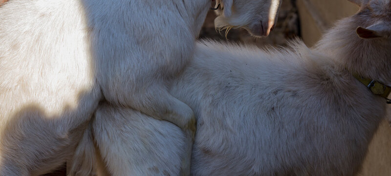 The Saanen, is a Swiss breed of domestic goat. Goat breeding. Love couple. Reproduction season-spring rutting. Courtship and copula in cloven-hoofed animals. The farming of livestock.