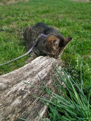#cats #catsofinstagram #cat #catstagram  #catlover #catlovers #instacat #meow #pets #catlife #kittens #kitten #kitty #catoftheday #cute #love #world #pet  #animals #lovecats #cutecats #catsagram