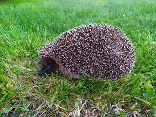 hedgehog in the grass © ELENA