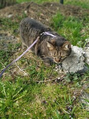Obraz premium #cats #catsofinstagram #cat #catstagram #catlover #catlovers #instacat #meow #pets #catlife #kittens #kitten #kitty #catoftheday #cute #love #world #pet #animals #lovecats #cutecats #catsagram