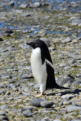 Fototapeta premium Adelie penguin at Brown Bluff, Antarctica