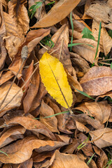 dry autumn leaves with a yellow leaf