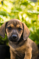 Small Dachshund puppies are playful and very beautiful